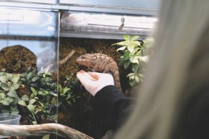 terrarium dla gekona