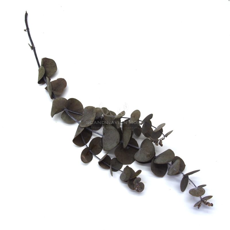 Eukaliptus baby stabilizowany