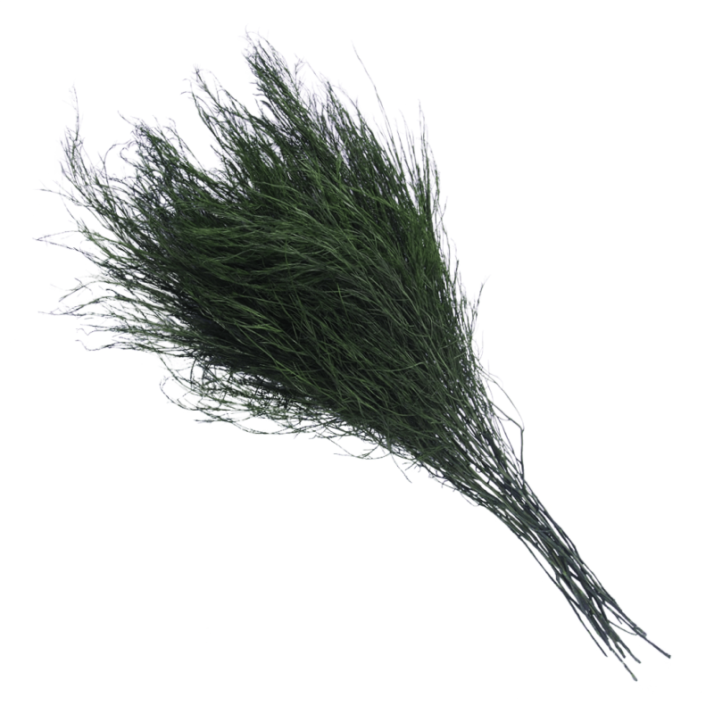 asparagus drzewiasty ciemnozielony