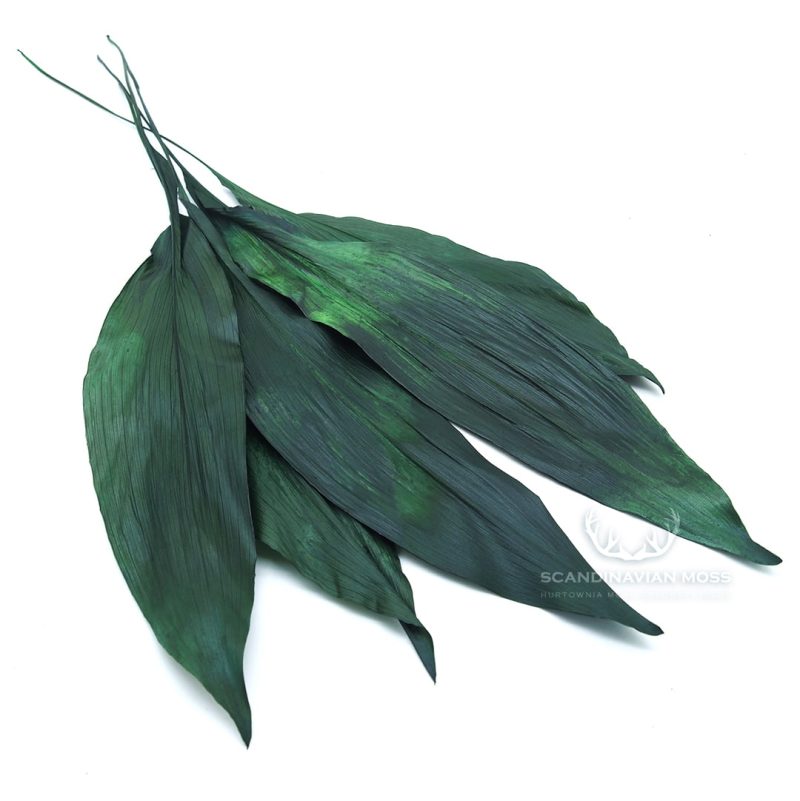 aspidistra ciemnozielona