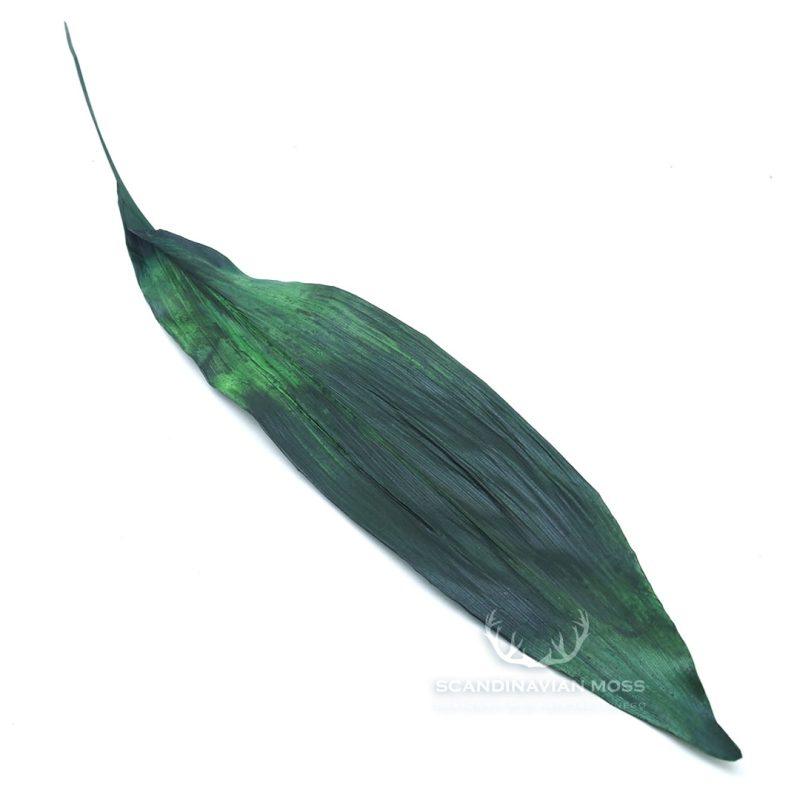 aspidistra ciemnozielona