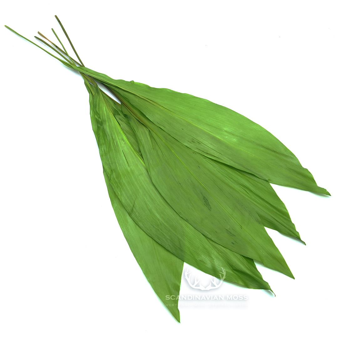 aspidistra jasnozielona