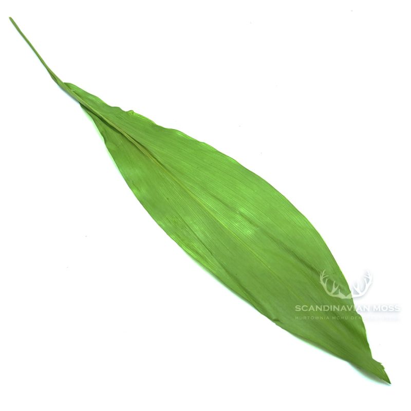 aspidistra jasnozielona