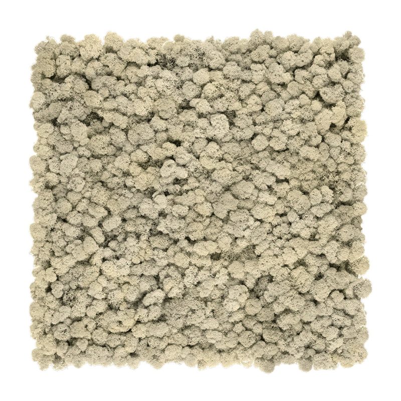 panel chrobotek naturalny
