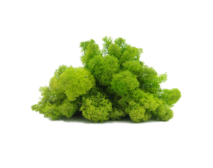 chrobotek próbka spring green