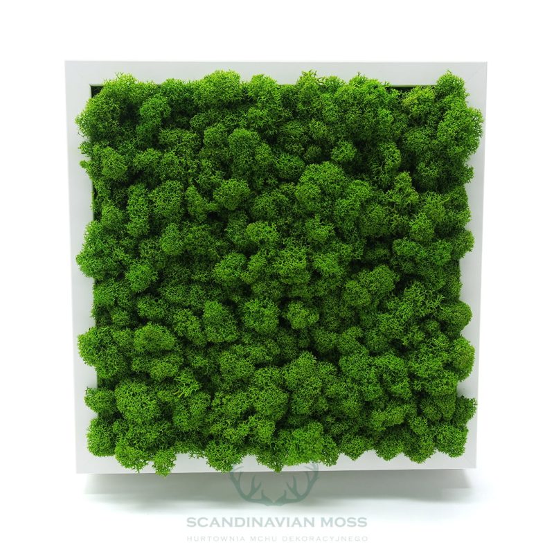 Mech chrobotek w białej ramie 26x26cm