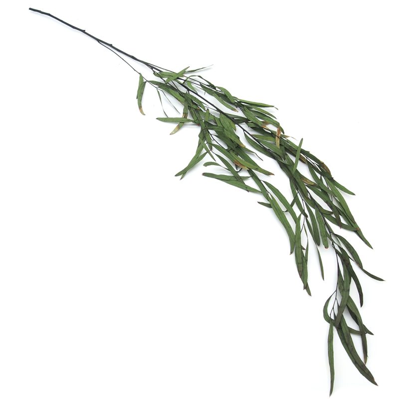 eukaliptus nicoli