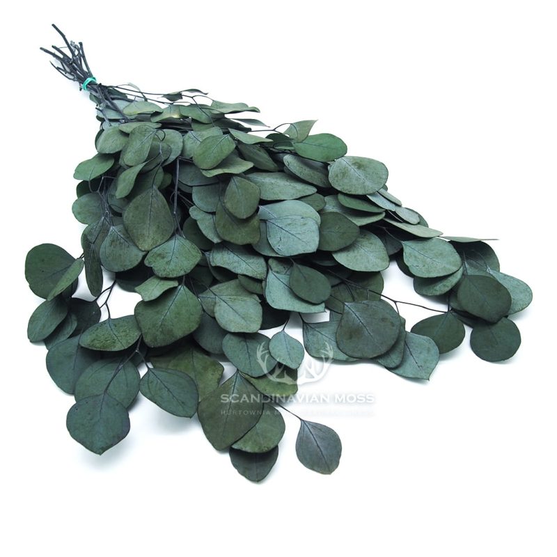 eukaliptus populus