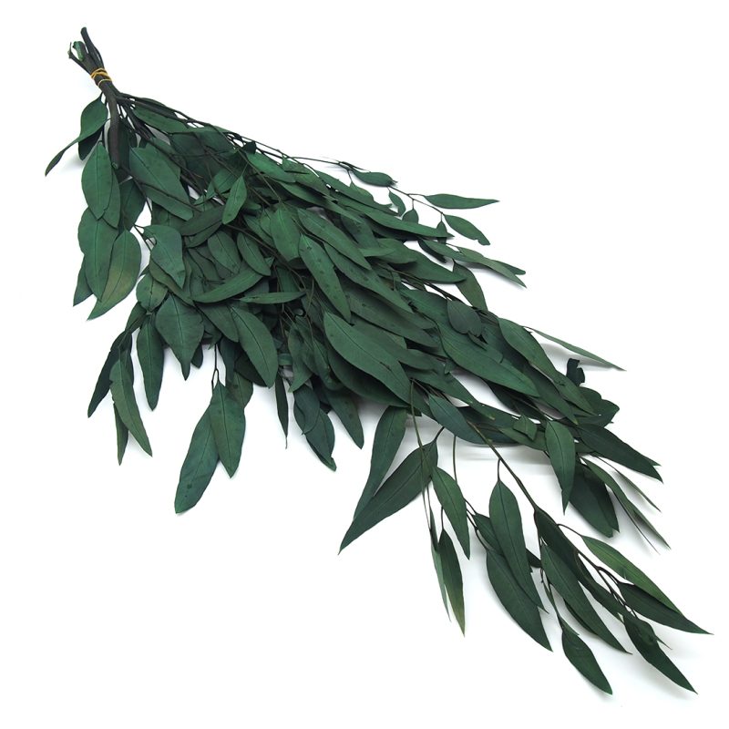 eukaliptus willow