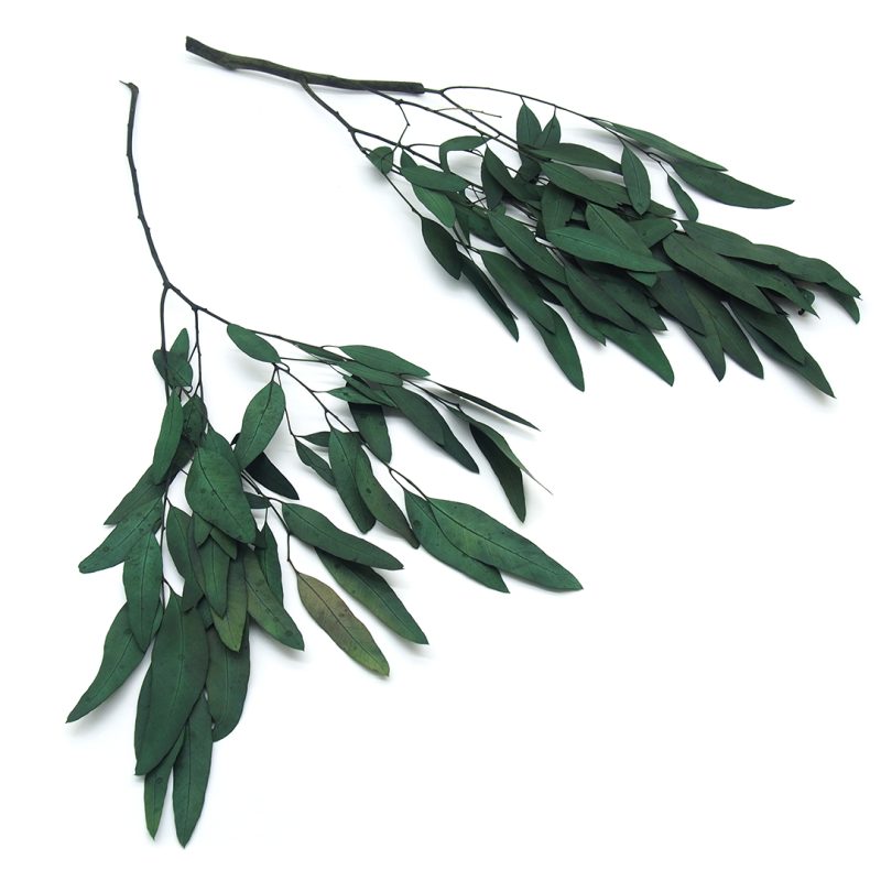eukaliptus willow